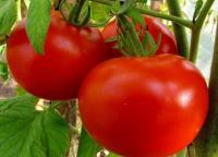 Польза и вред помидоров для суставов